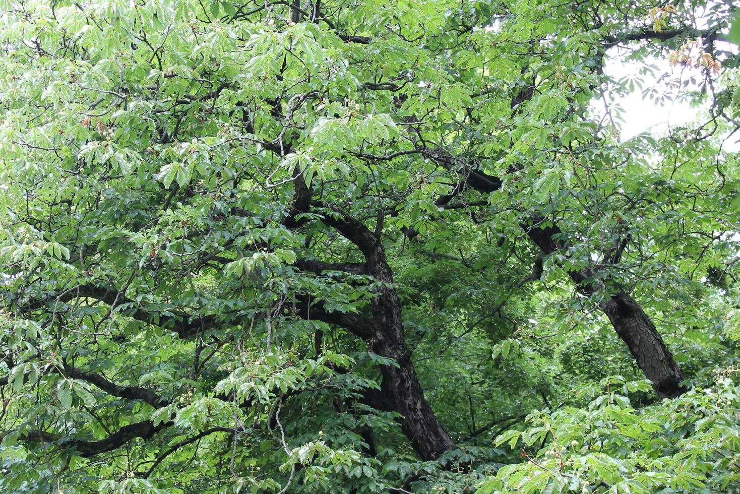 photo of spring plants
