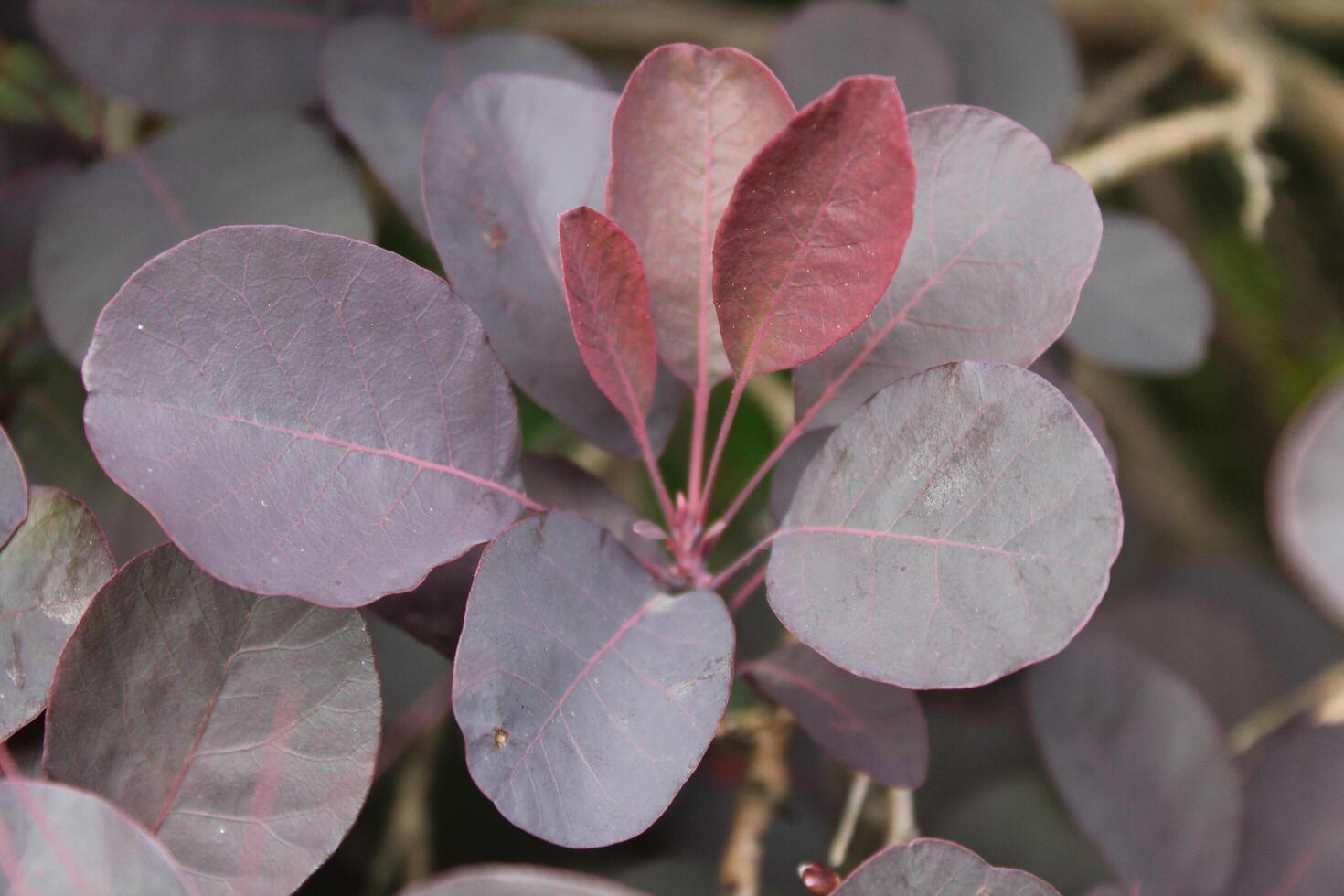 photo of a plant