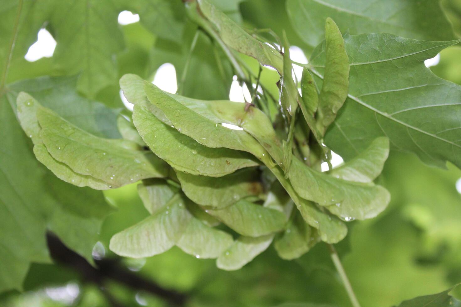 photo of spring plants