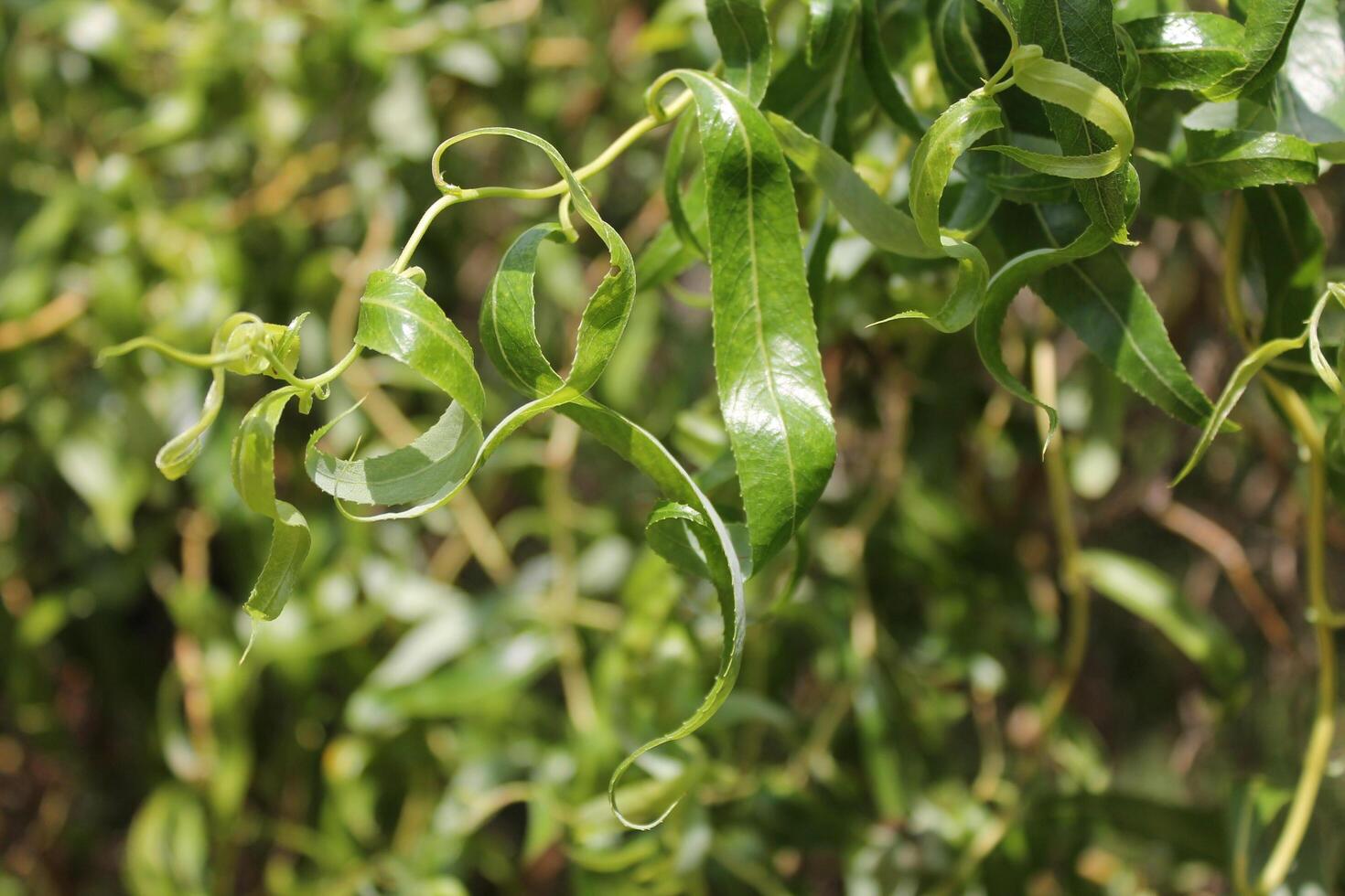 photo of a plant