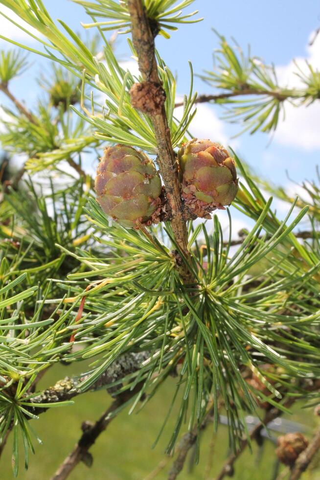 photo of spring plants