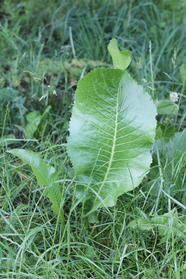 photo of spring plants
