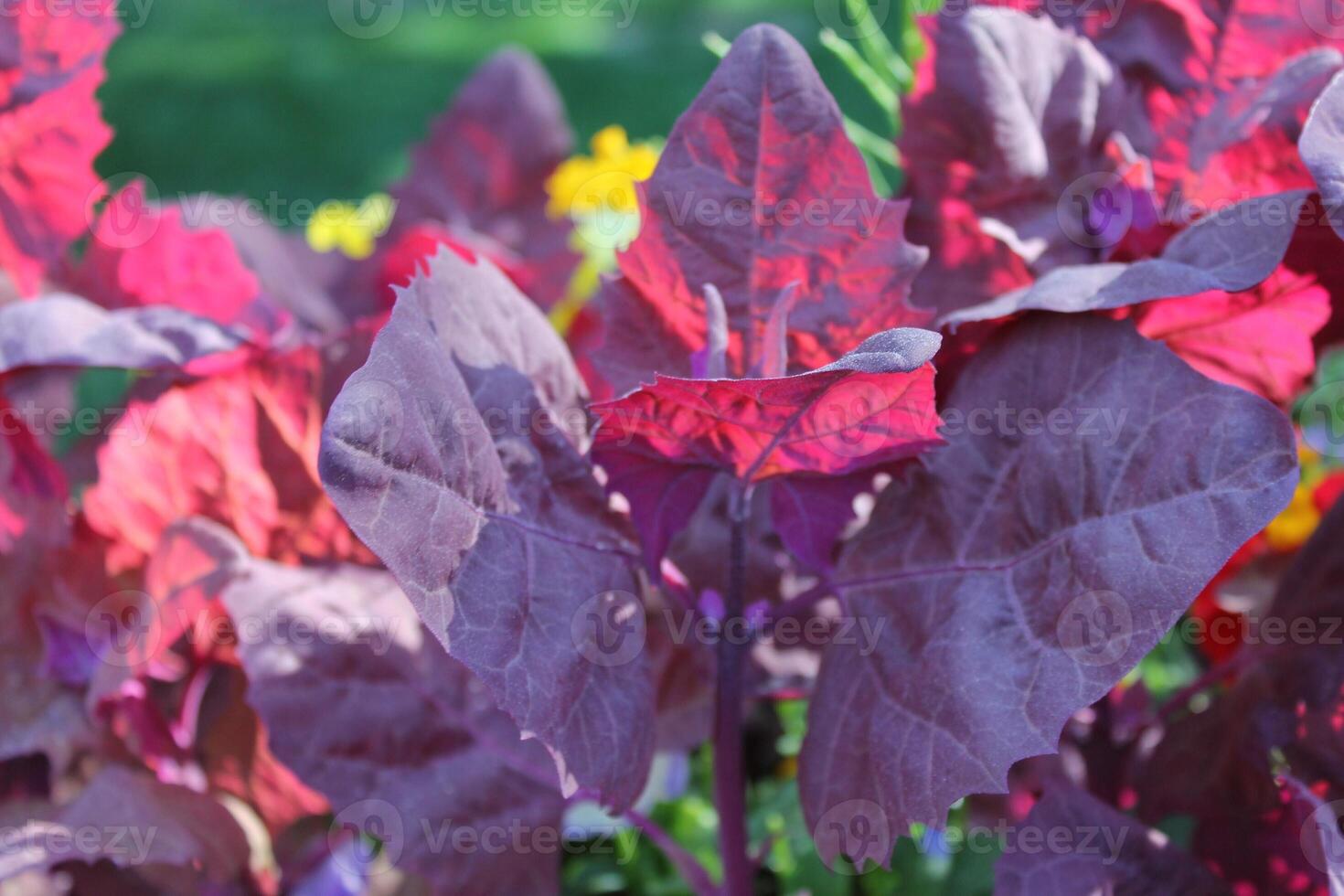 colorful plants photo