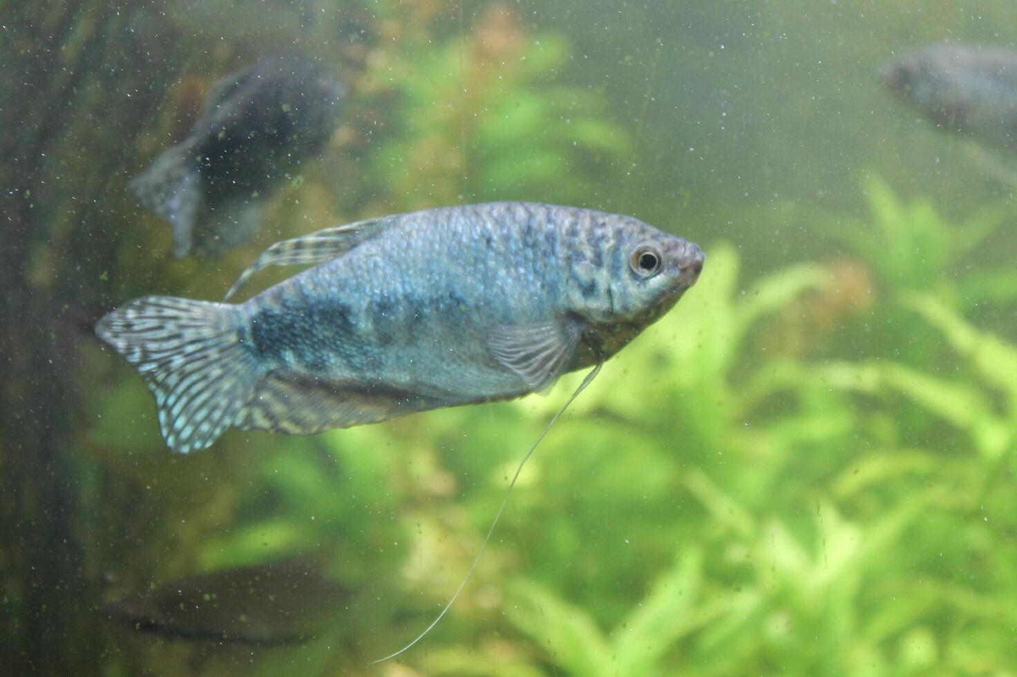 photo of fish