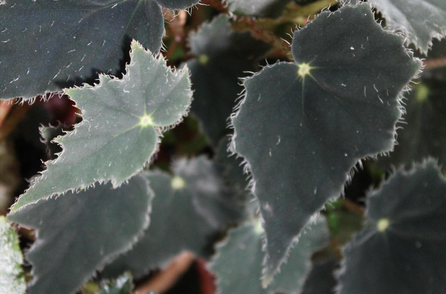 nature theme photo