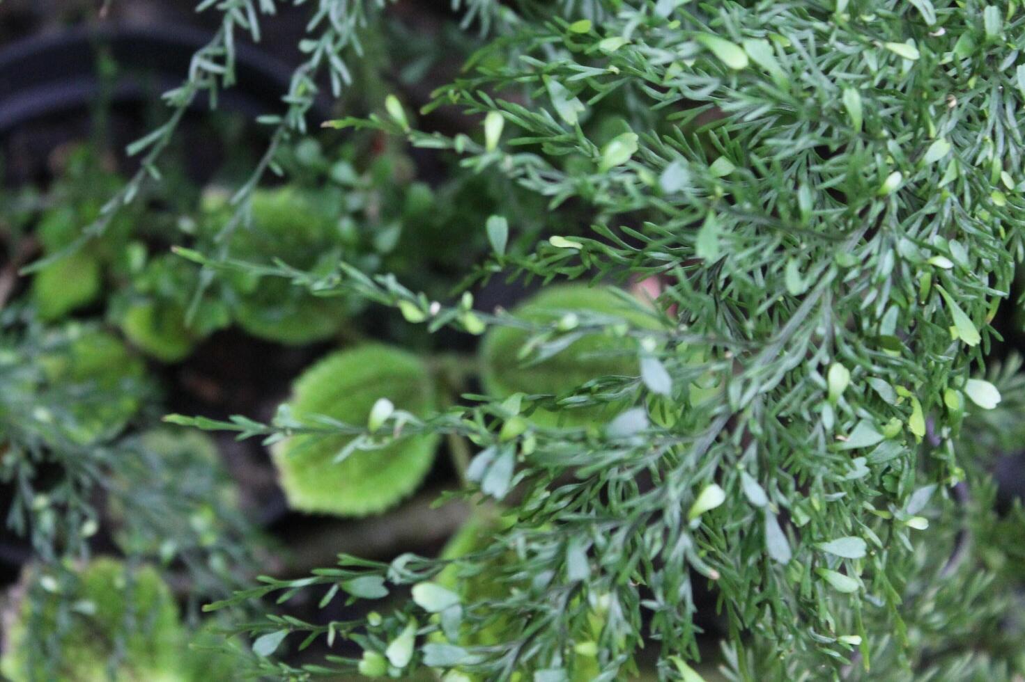 nature theme photo
