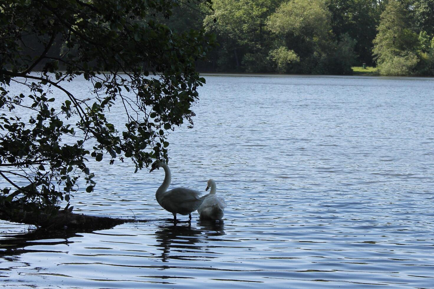 nature background theme photo