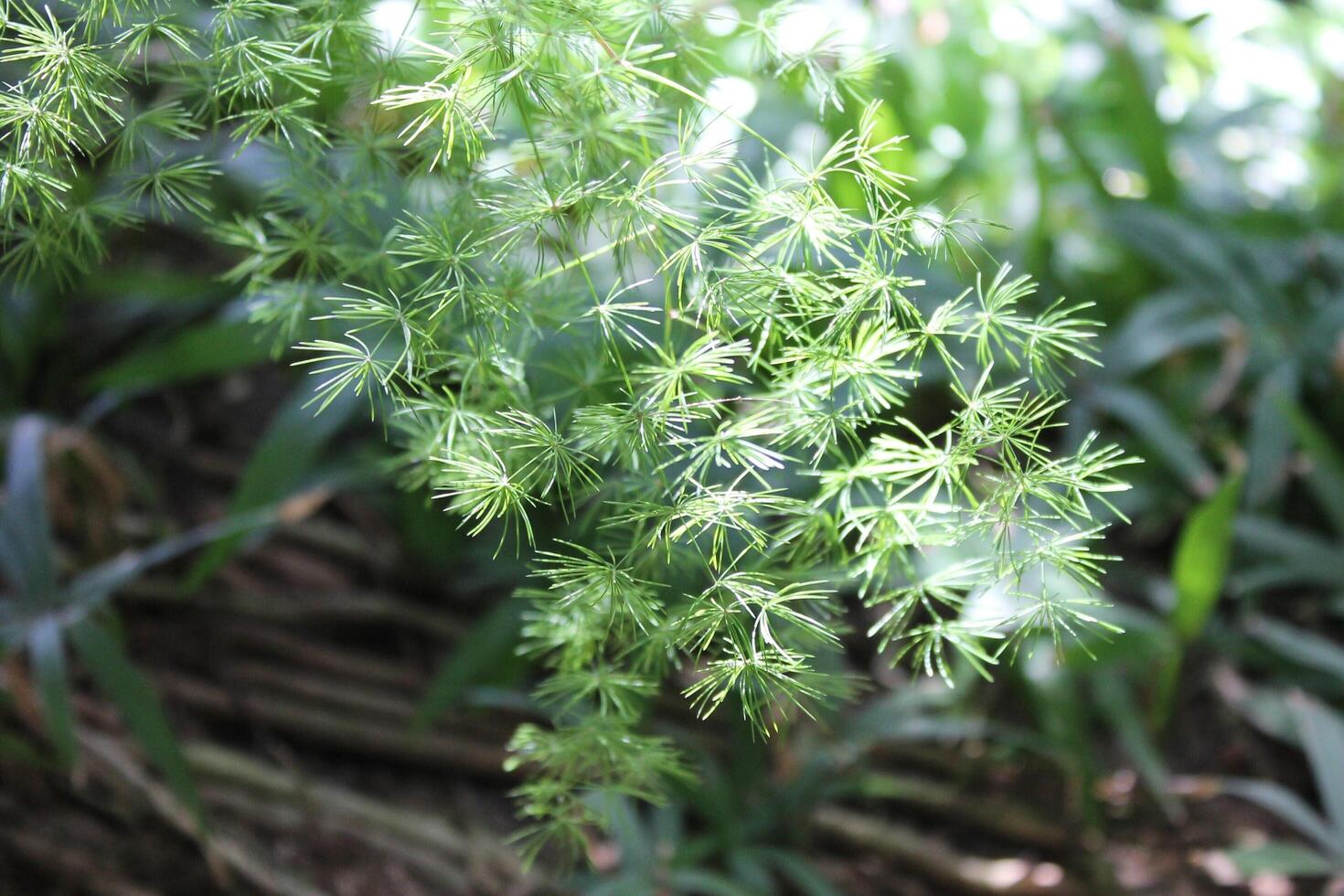 nature background theme photo