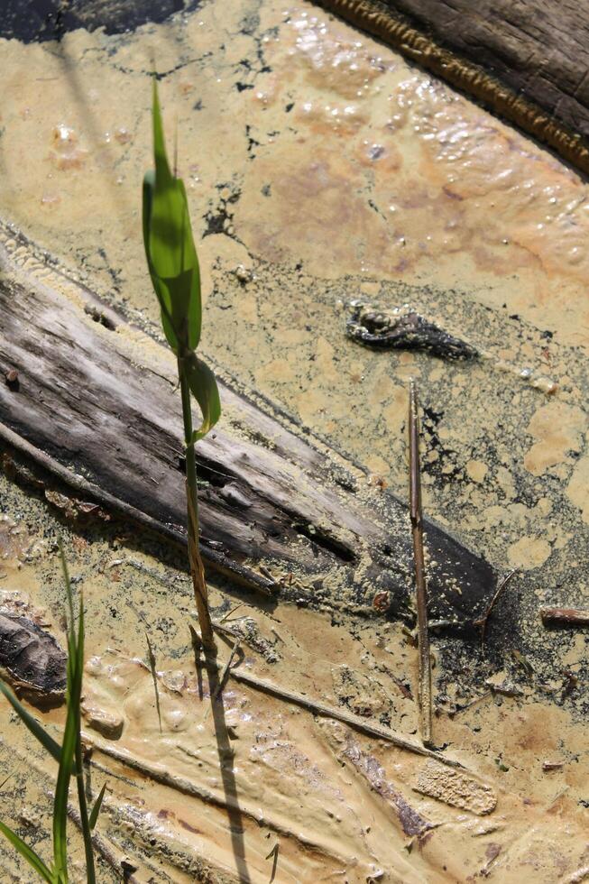 photo of a water theme