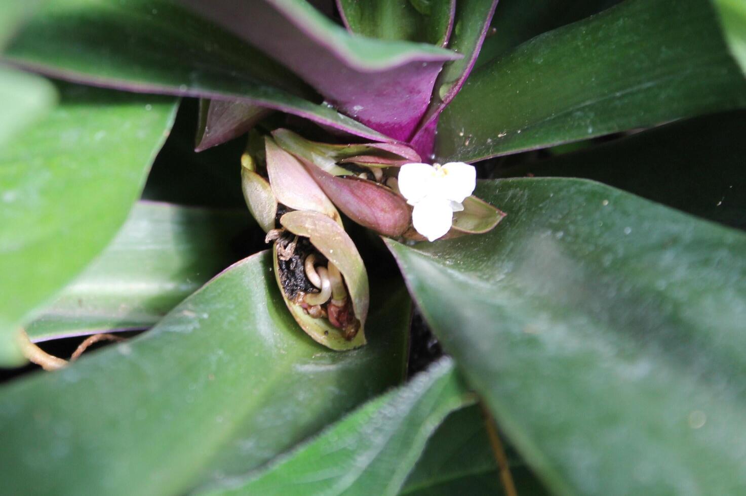 nature background theme photo