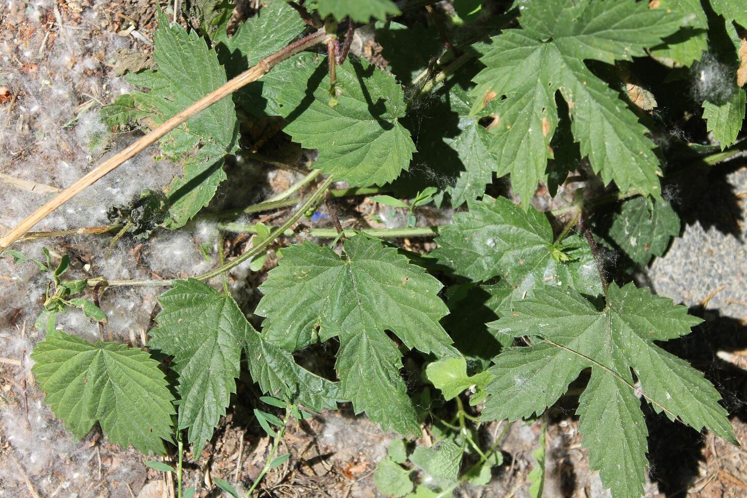 plant theme photo