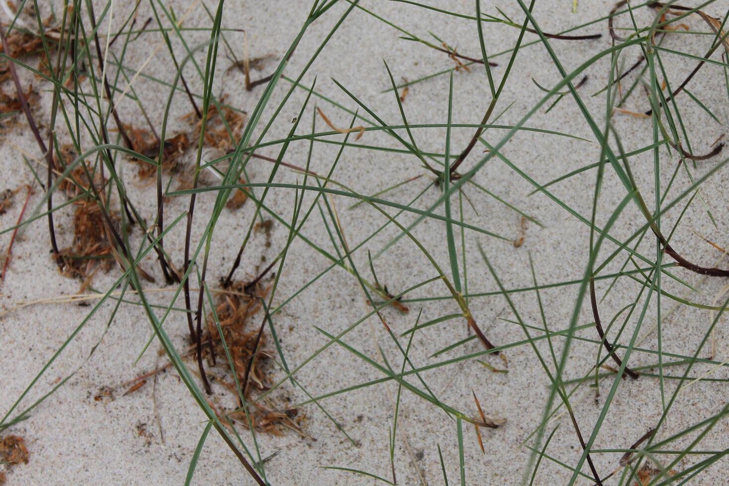 spring beach photo