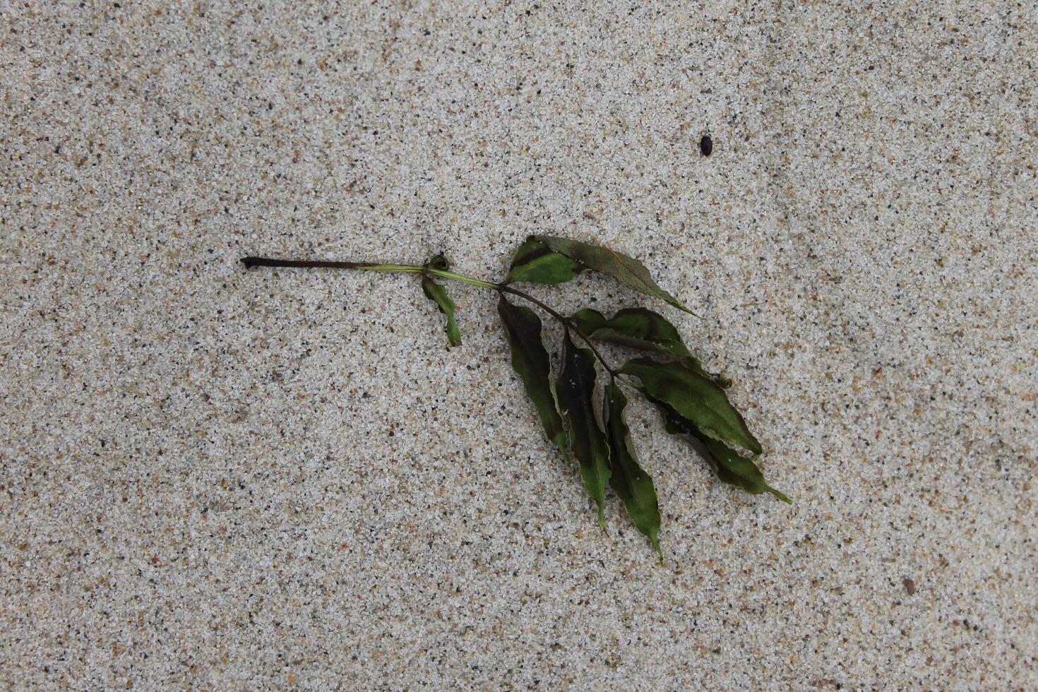 photo of sand plants