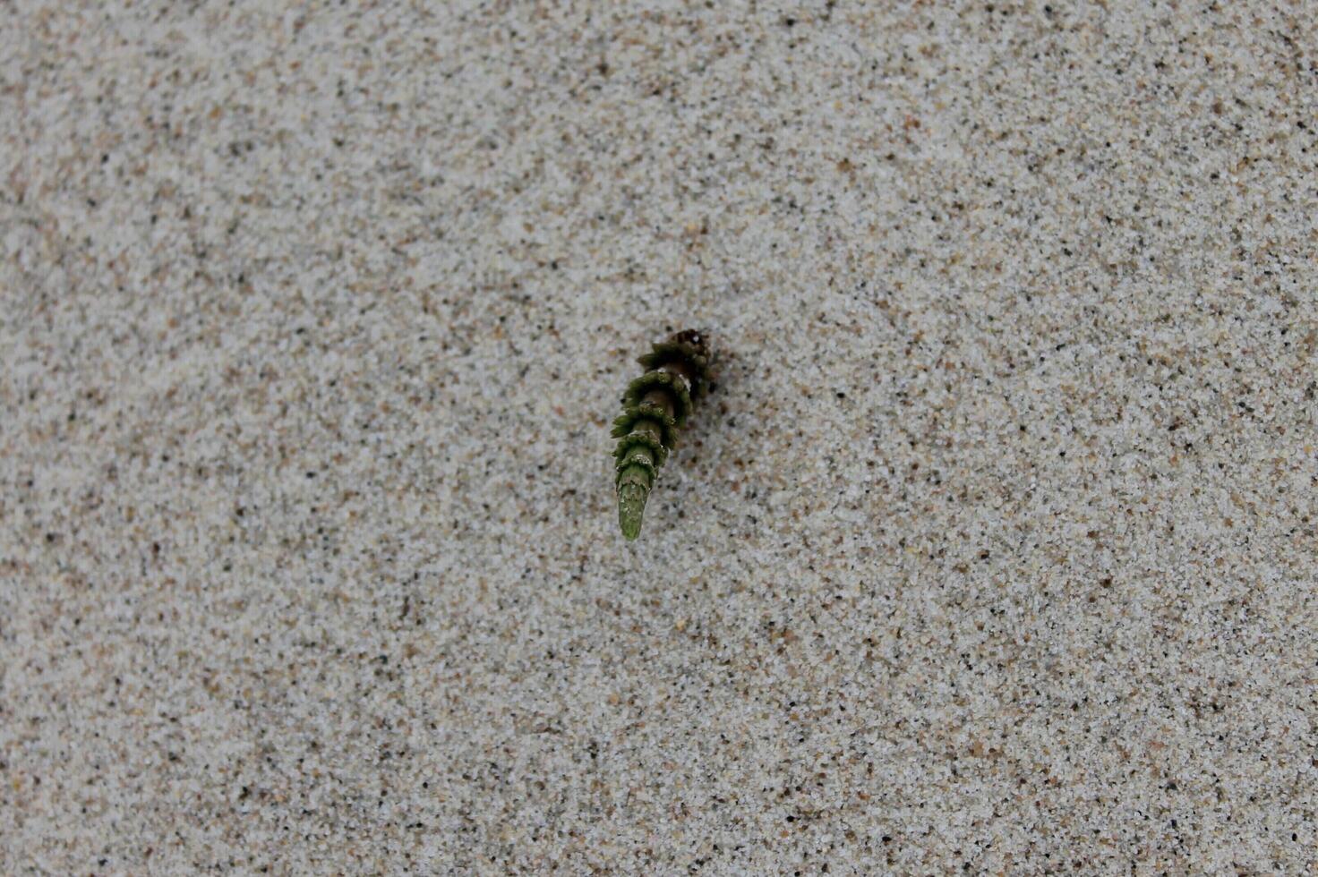 photo of sand plants