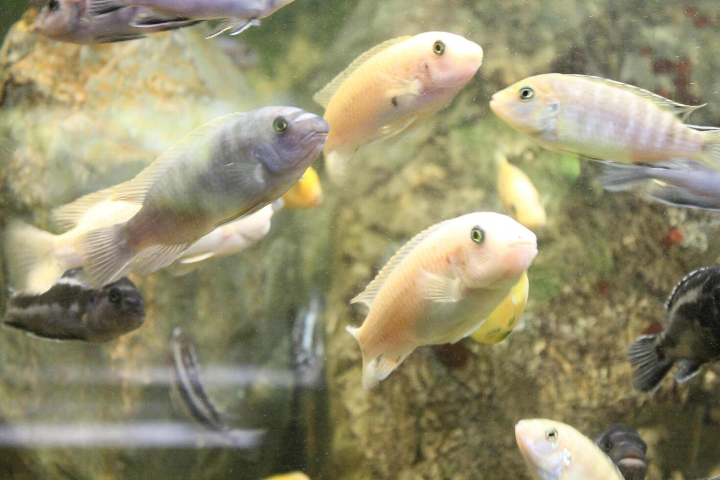 photo of fish