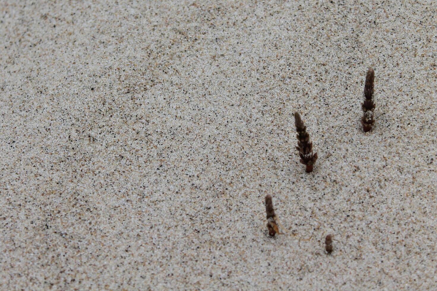 photo of sand plants