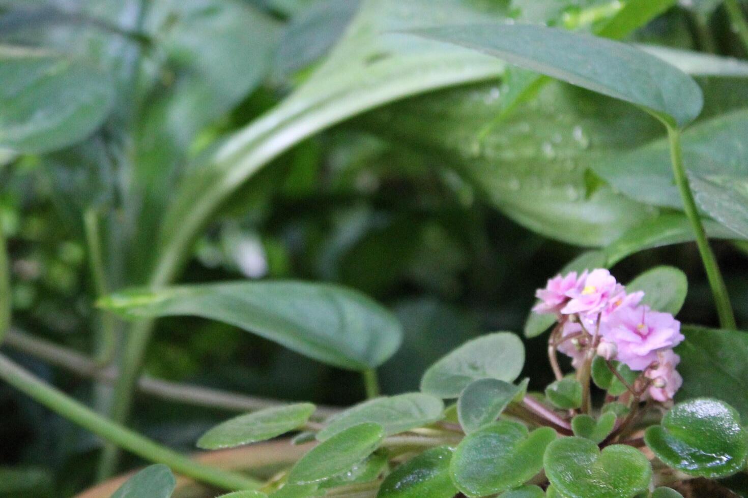 photo of plants