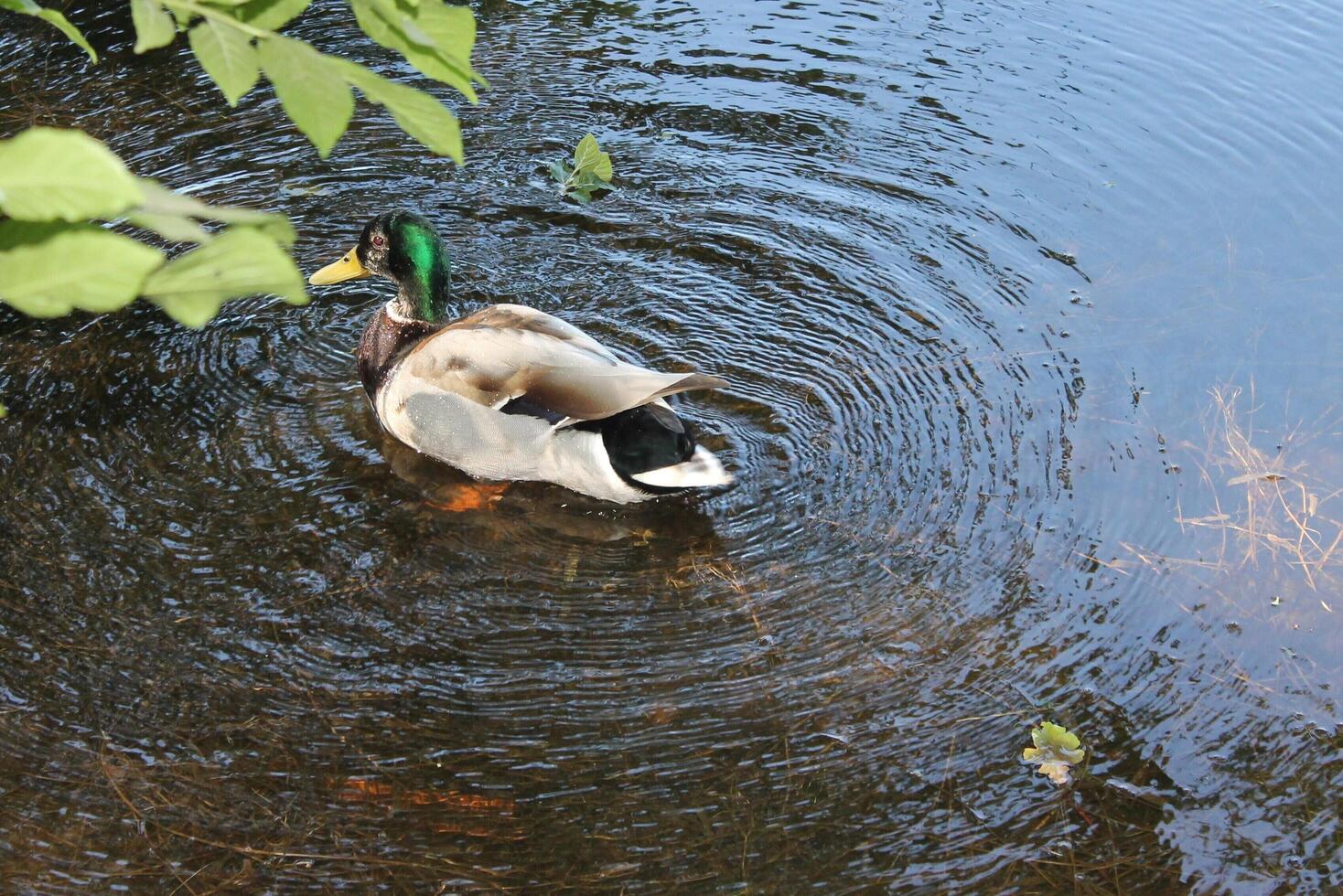 nature background theme photo
