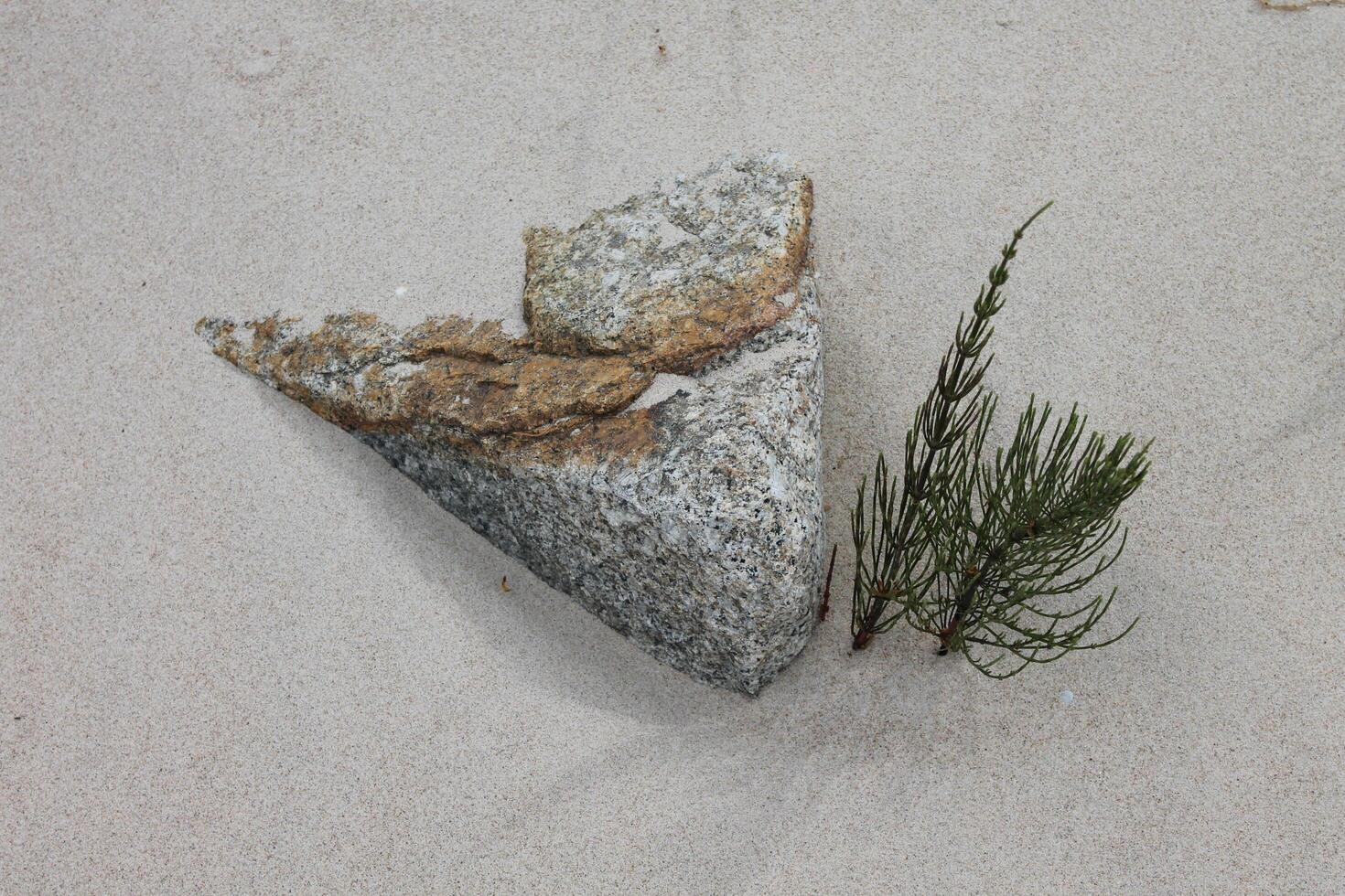 photo of sand plants