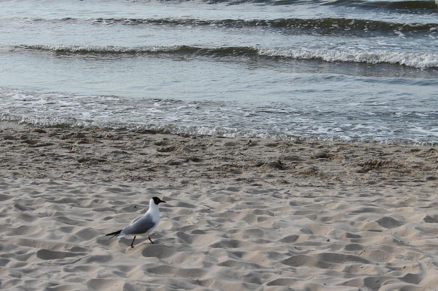 spring beach photo