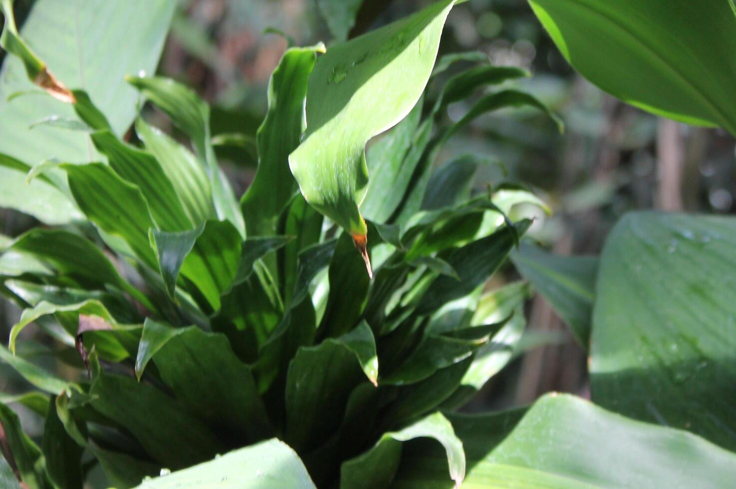 photo of plants