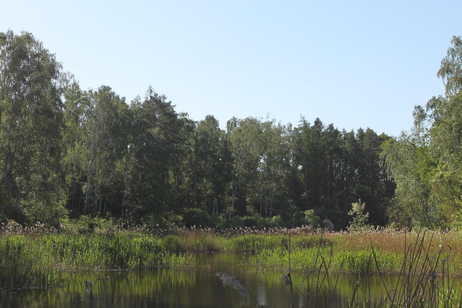 nature background theme photo