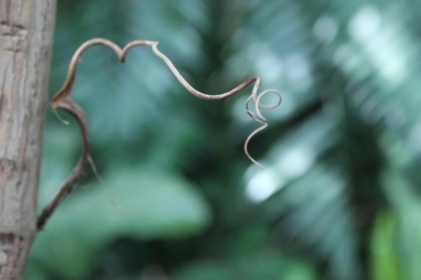 photo of plants