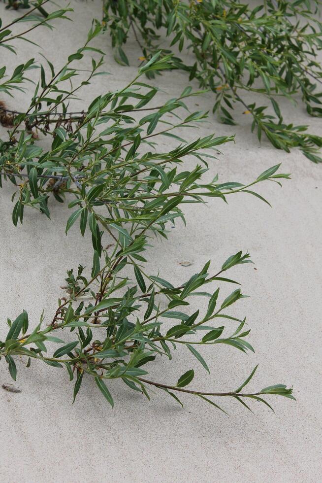 photo of sand plants