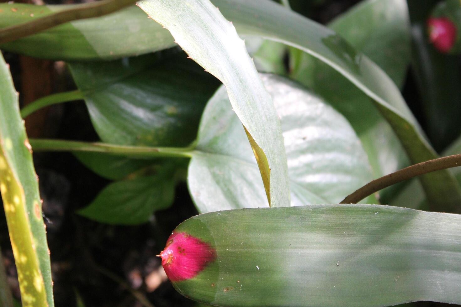 photo of plants