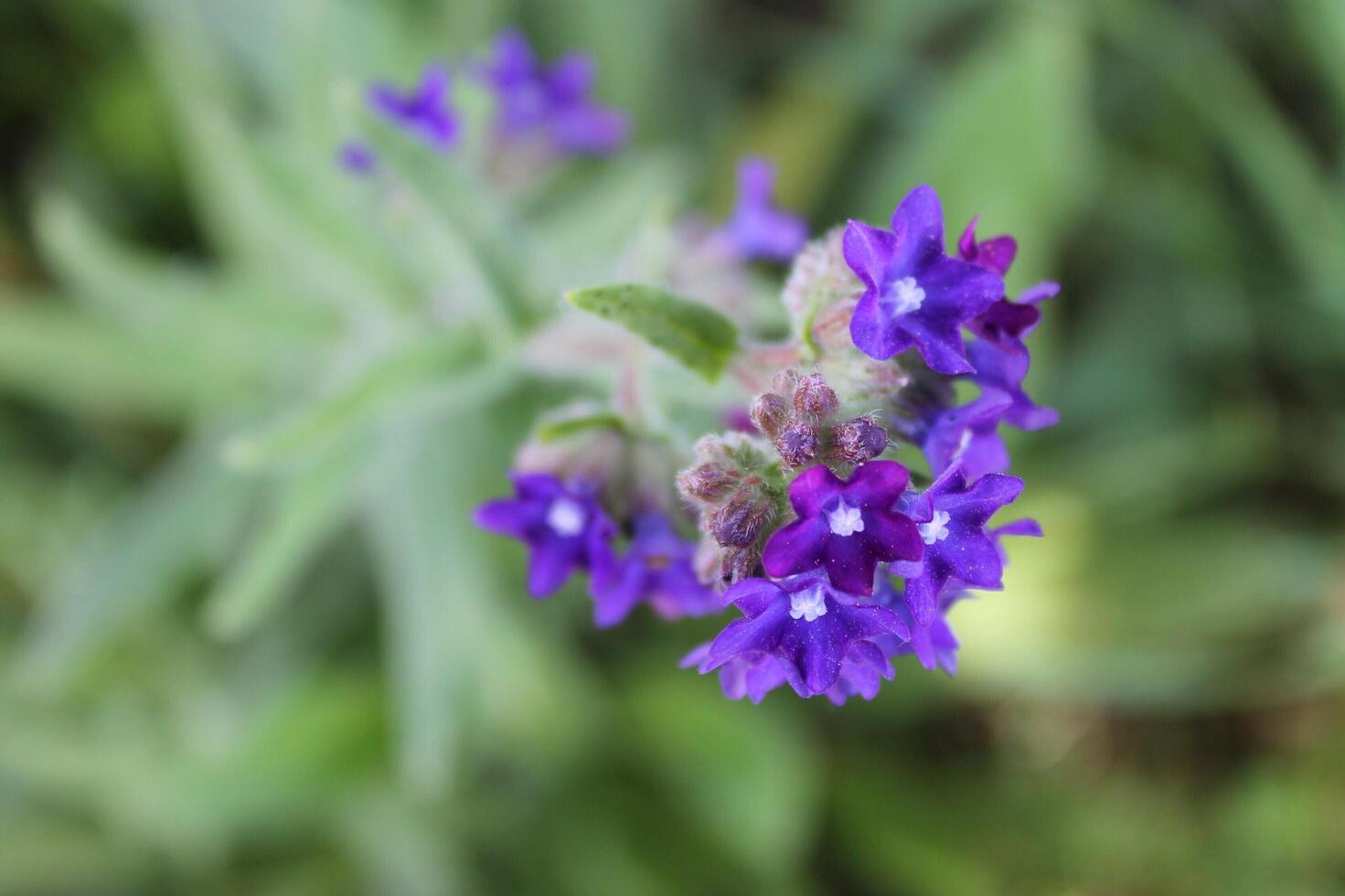 plant background theme photo