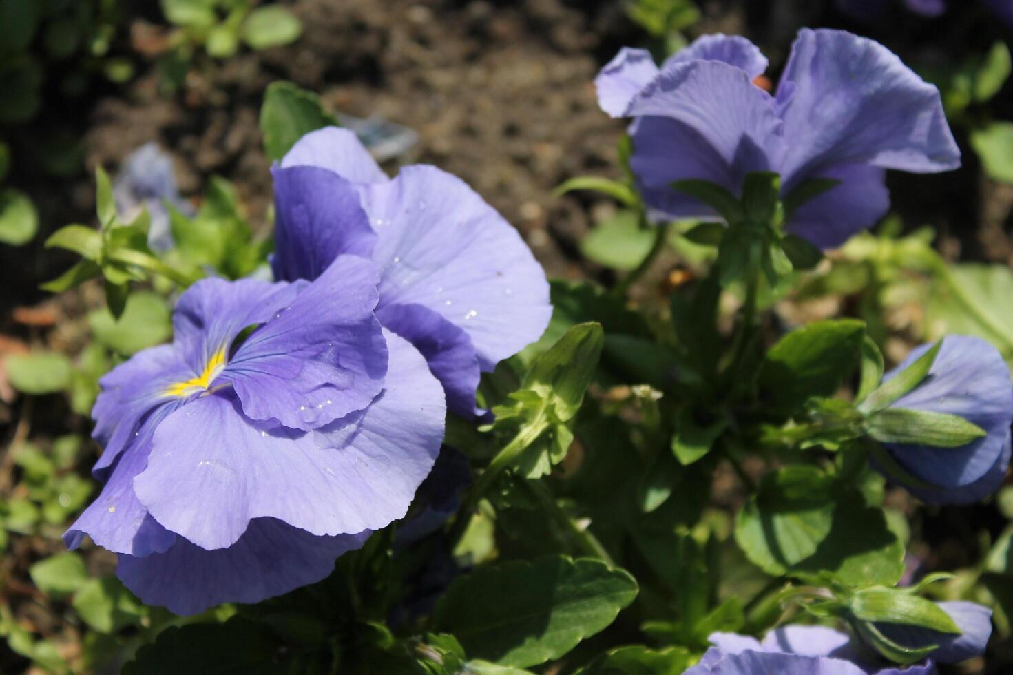 plant background theme photo