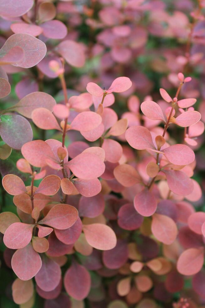 simple nature photo