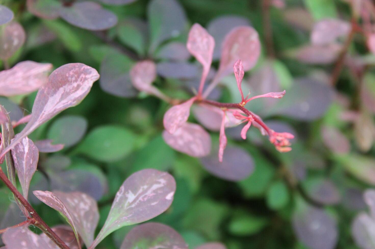 plant background theme photo