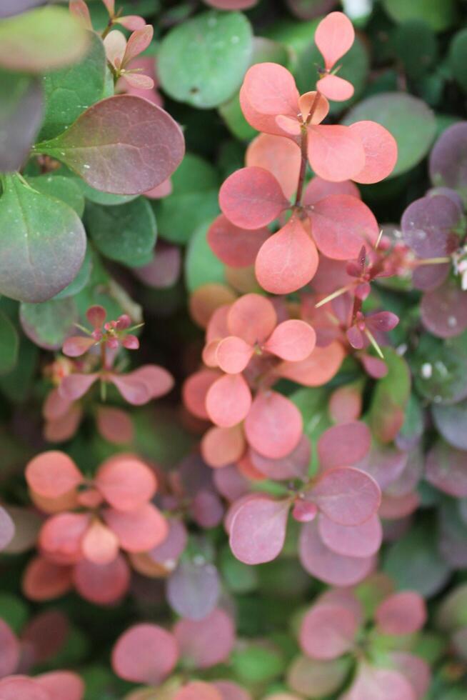 simple nature photo