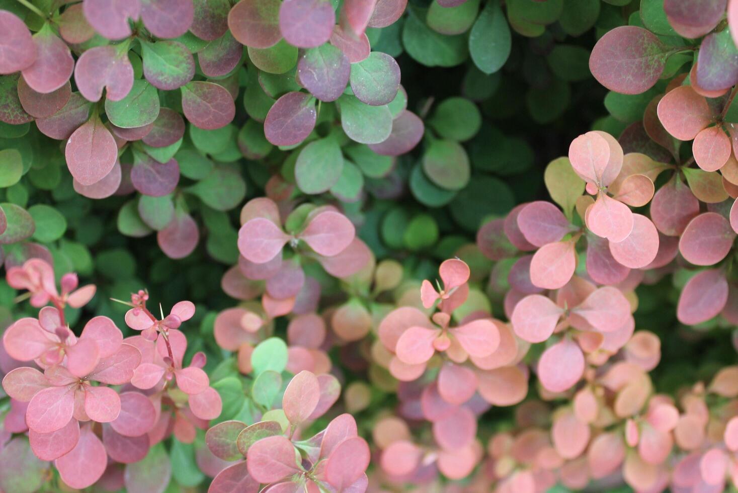 simple nature photo