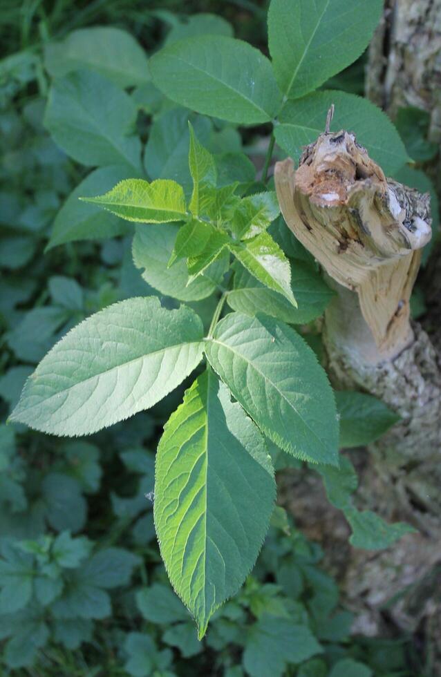 plant background theme photo