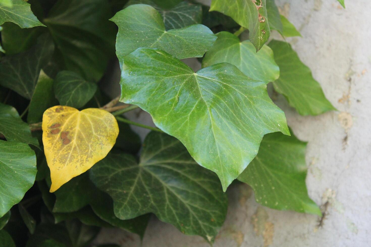 nature background theme photo