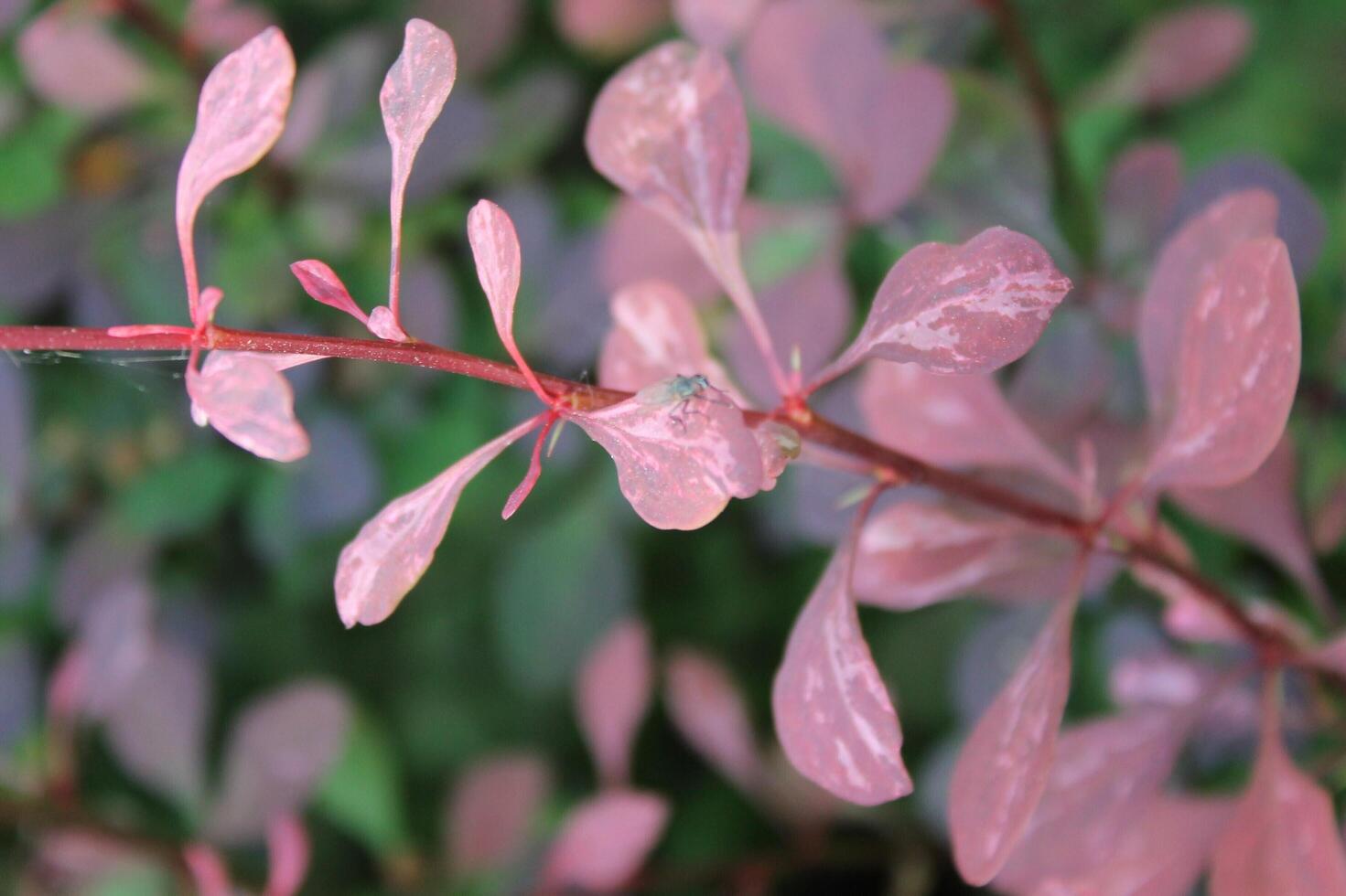 plant background theme photo