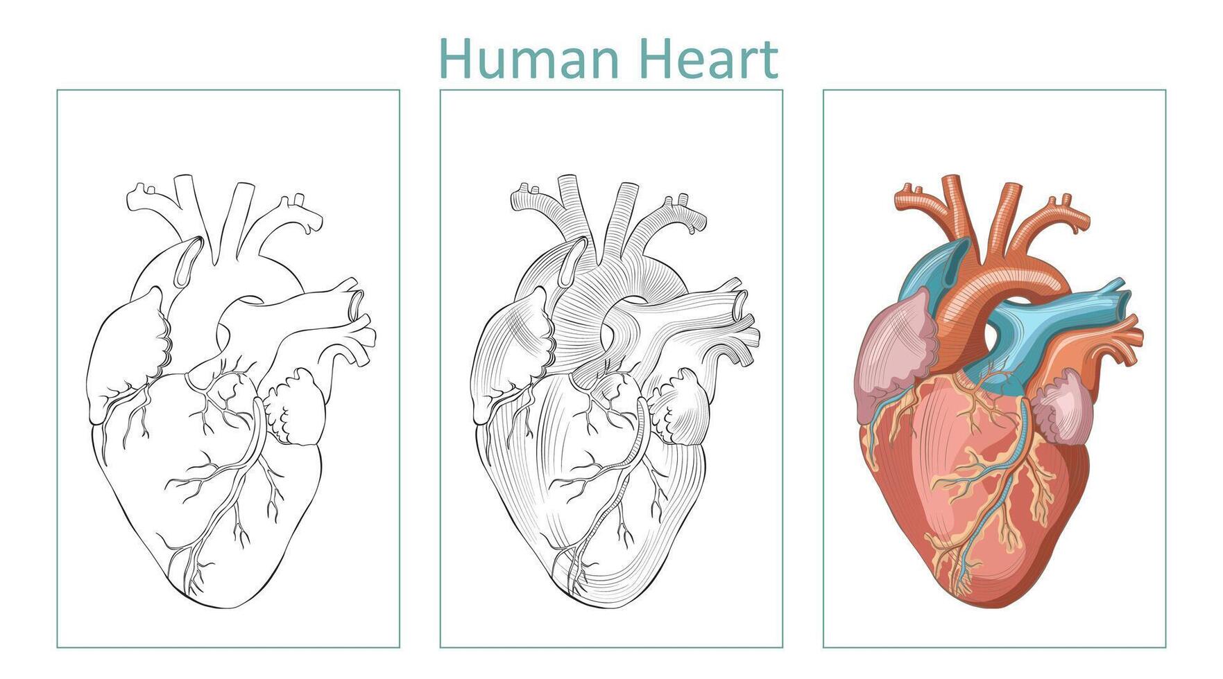 Anatomical Human Heart Outline, Hatched and Colorful Illustration, editable background. vector