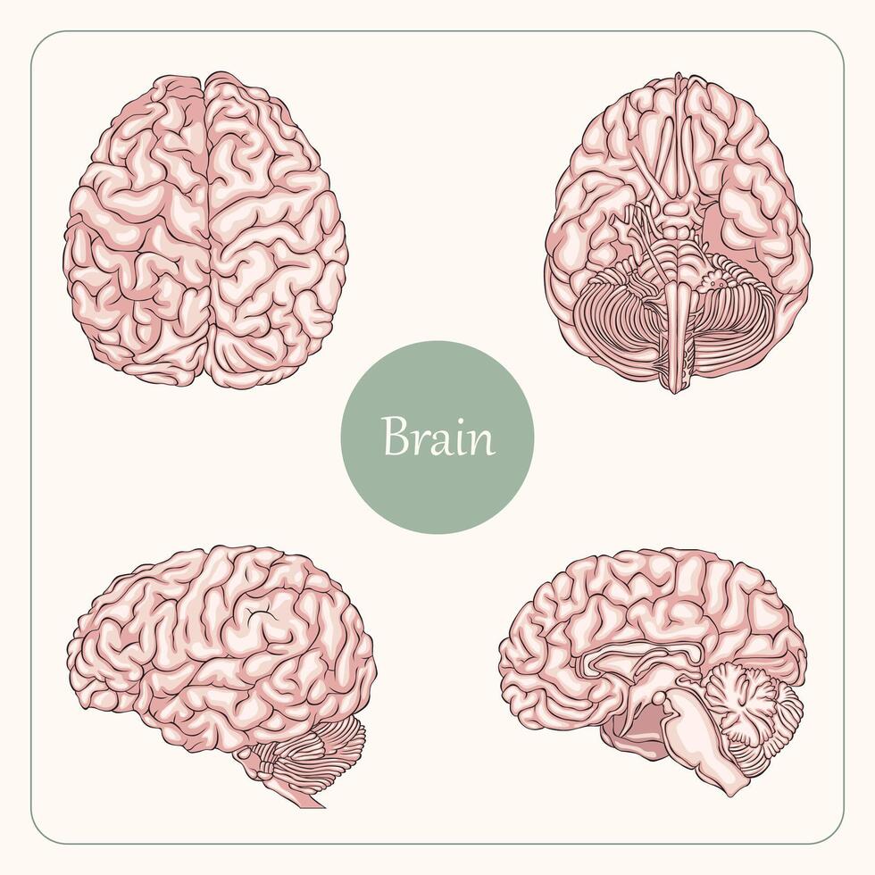 Human Brain Anatomy four views Illustration, editable background. vector