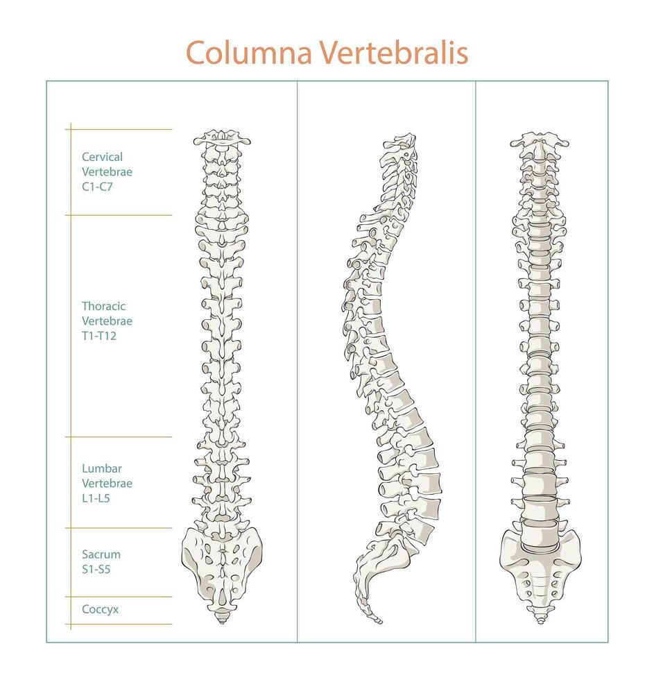 Human Spine Anatomy different view illustration, editable background. vector