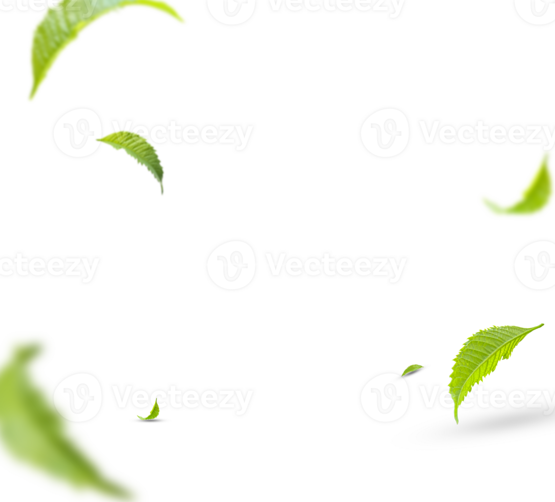 Flying green leaves on transparent background. Fresh spring foliage. Environment and ecology backdrop png