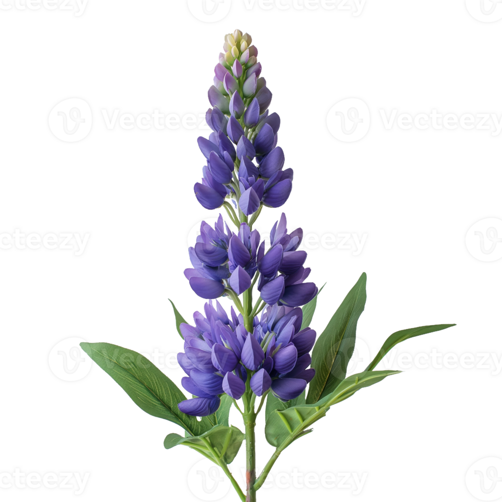 Purple Lupine Flower with Green Leaves on transparent Background png