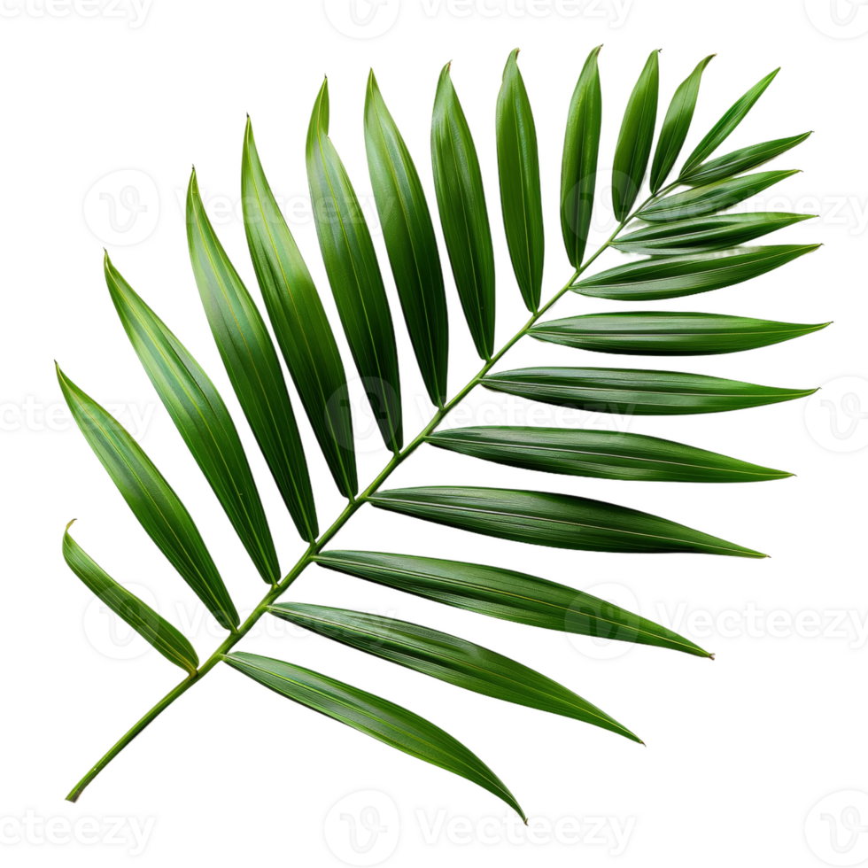 Green Palm Leaf Isolated on transparent Background png