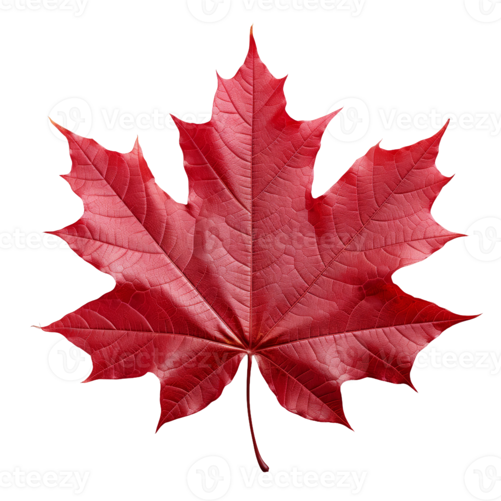 Red Maple Leaf on transparent Background png