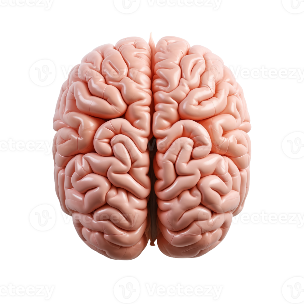 Human Brain Anatomy png