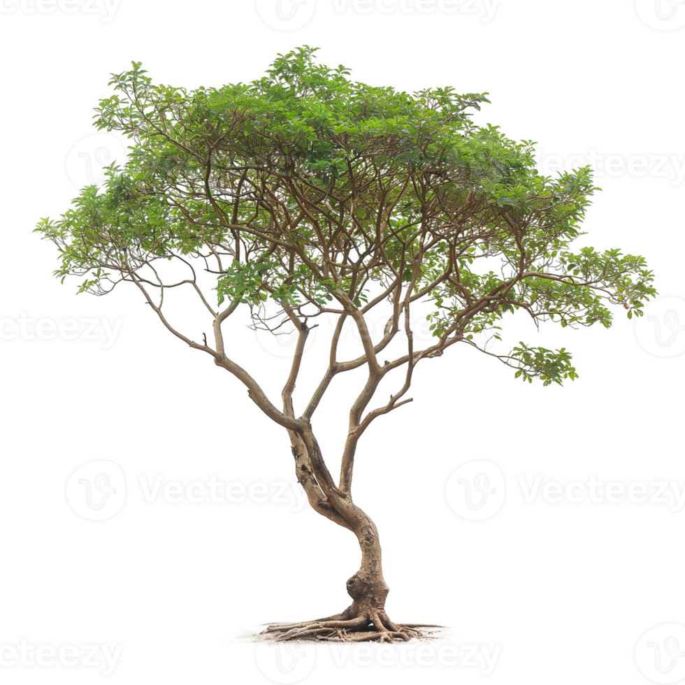 Isolated Tree with Green Foliage Against transparent Background png