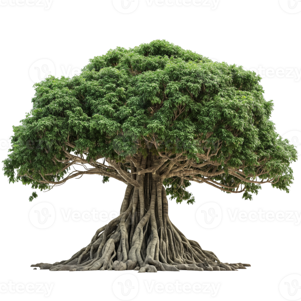 Large banyan tree with extensive roots png