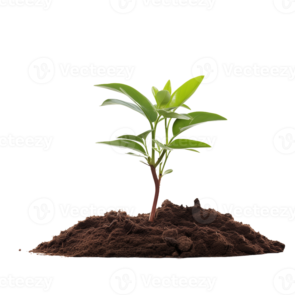 Young Plant Sprouting from Soil png