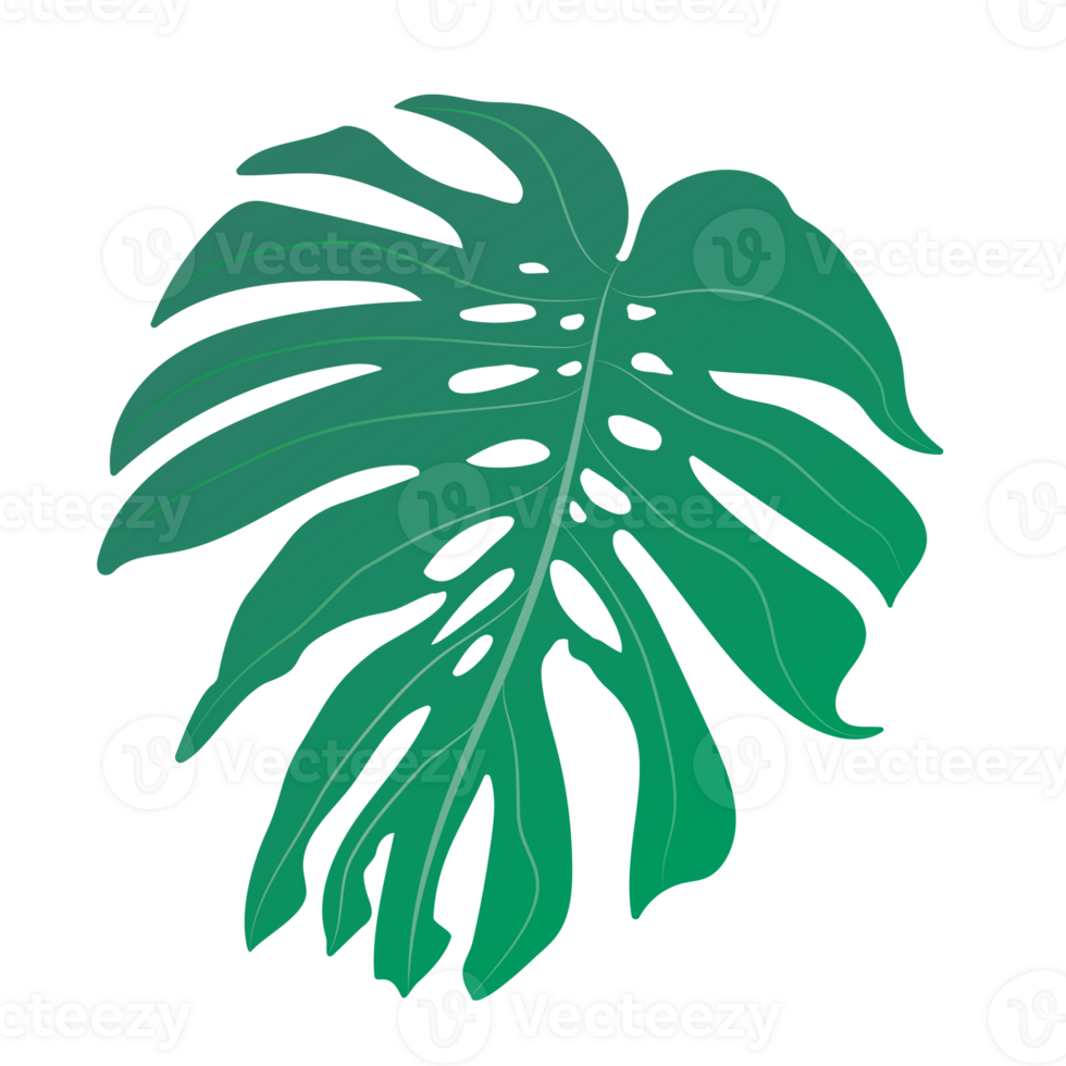 green cheese leaf isolated on background png